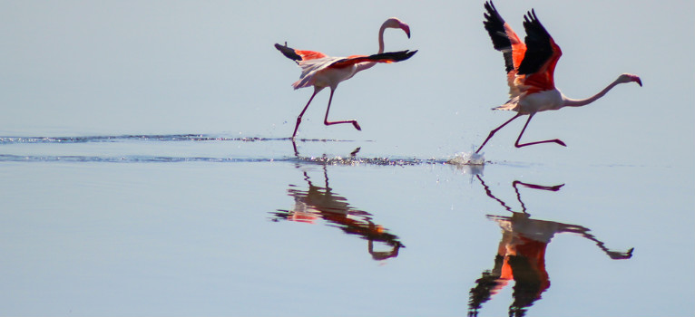 Nationaal Park Doñana – Flamingo’s bij Doñana
