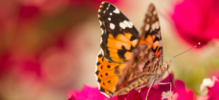 Natuurparks van Andalusië